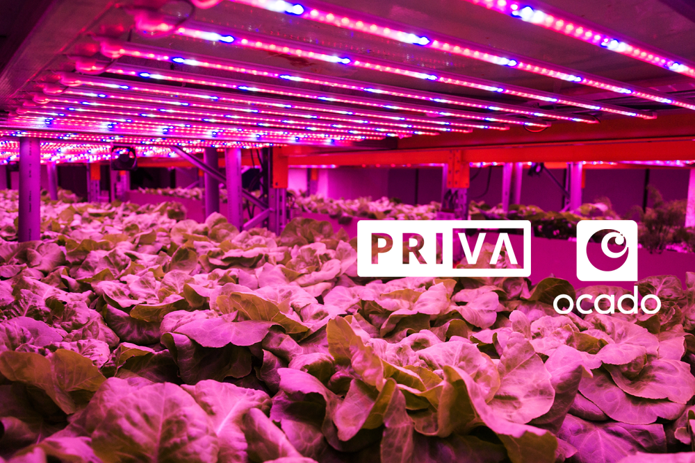 Ocado Joins Priva and 80 Acres Farms in Infinite Acres’ Global Indoor Farming Venture