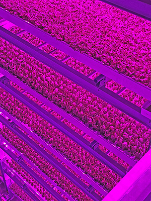 80AcresFarms70K_growzonehamilton